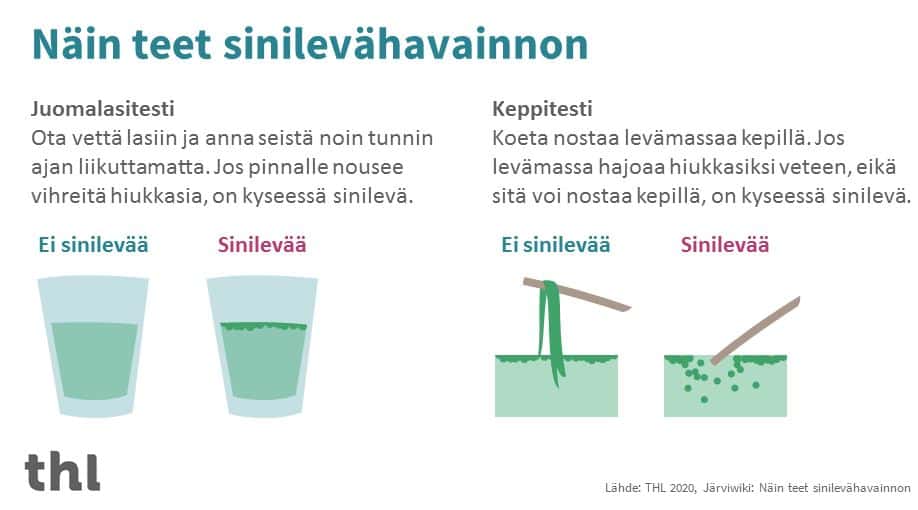 Free blue-green algae test with a glass and stick
